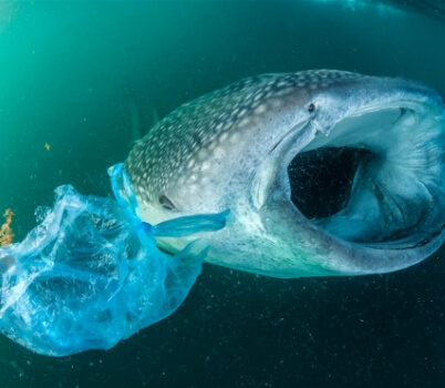 Plastic Pollution